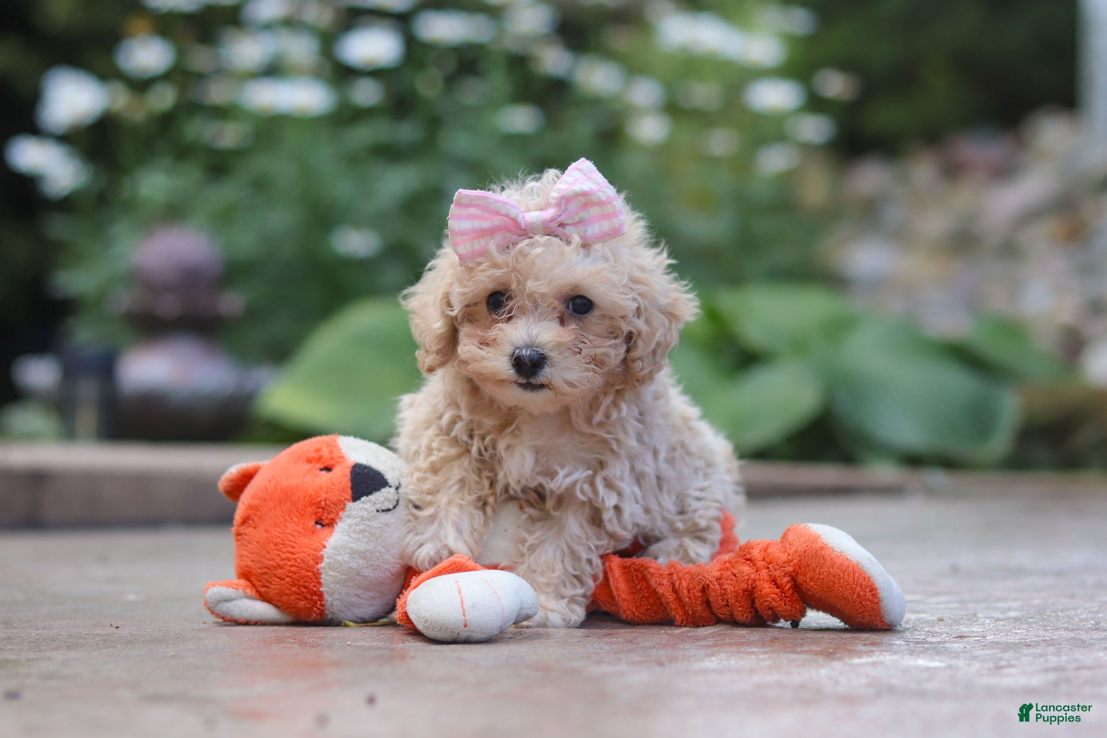 Maltipoo dogs Lilly - Ad 1