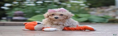 Lilly