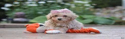 Maltipoo dogs for sale: Lilly - Ad 1