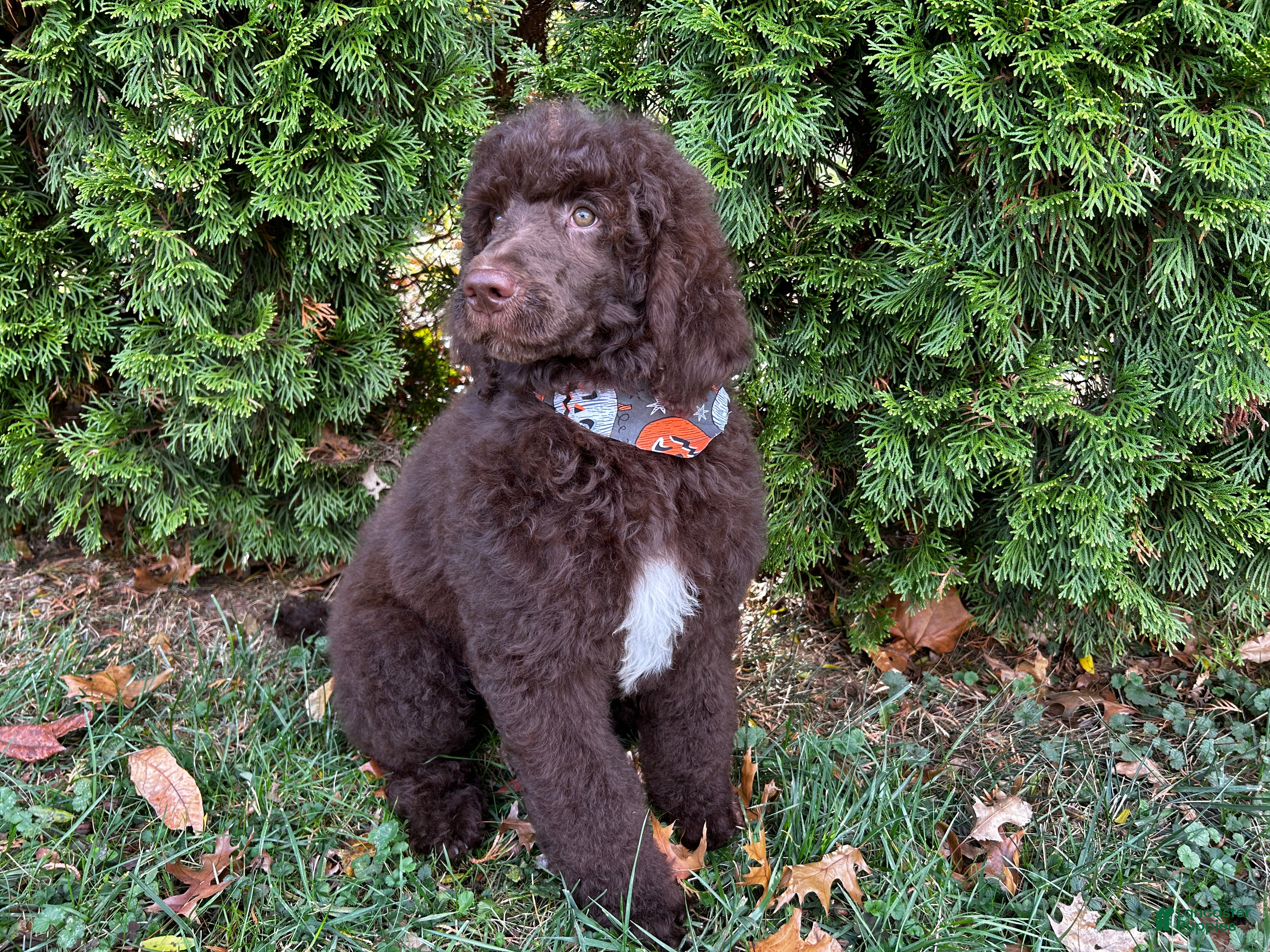 Whispering Aspen Dalmatians Lancaster Puppies