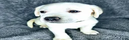 Labrador Retriever dogs for sale: Milly - Ad 3
