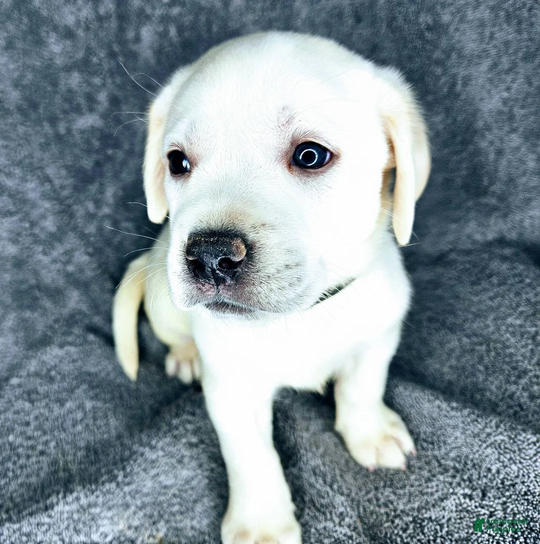 Labrador Retriever dogs for sale: Milly - Ad 3