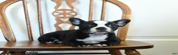 Frenchton dogs for sale: Rosie - Ad 3