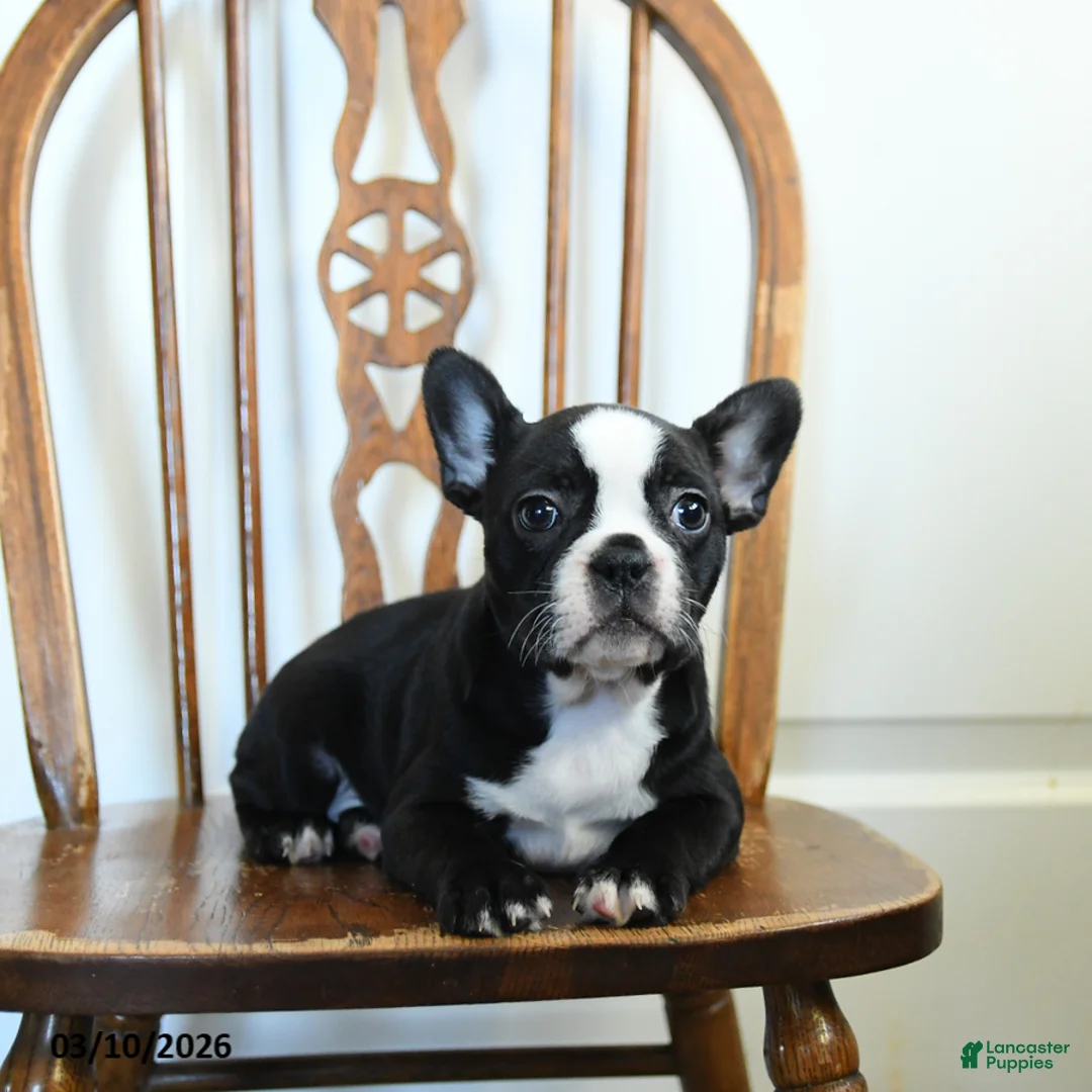 Frenchton dogs for sale: Rosie - Ad 3