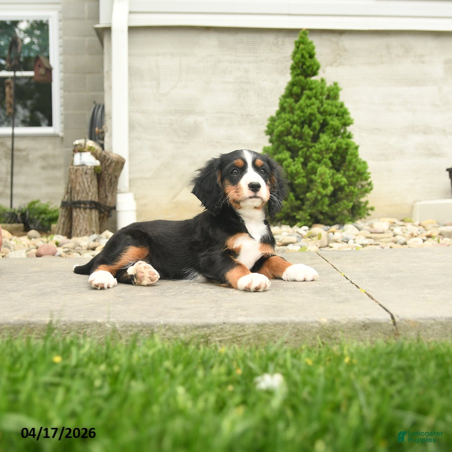 Miniature Bernese Mountain Dog dogs Hoover - Ad 2