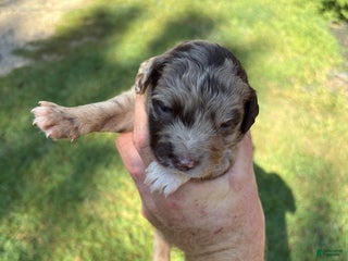 Mixed Breed dogs - Ad 9