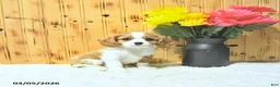 Cavalier King Charles Spaniel dogs for sale: Oliver - Ad 1