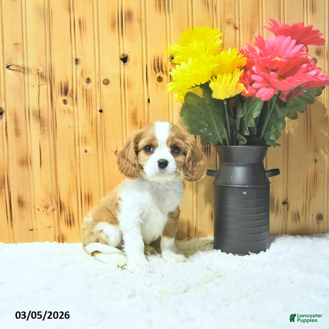 Cavalier King Charles Spaniel dogs for sale: Oliver - Ad 1