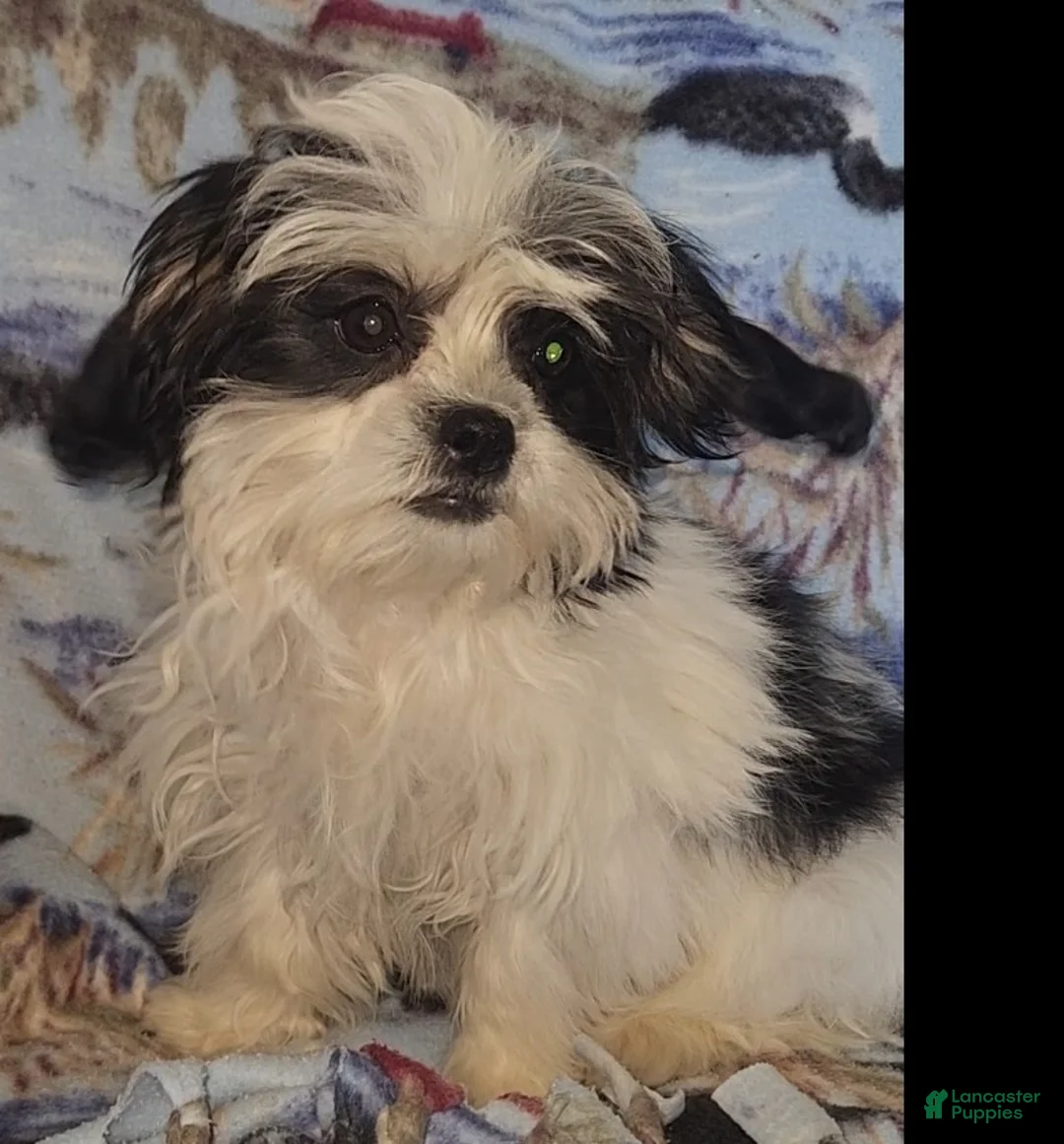 Mixed Breed dogs for sale: Oreo - Ad 1