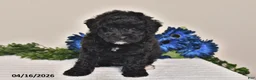 Miniature Poodle dogs for sale: Jewel - Ad 5