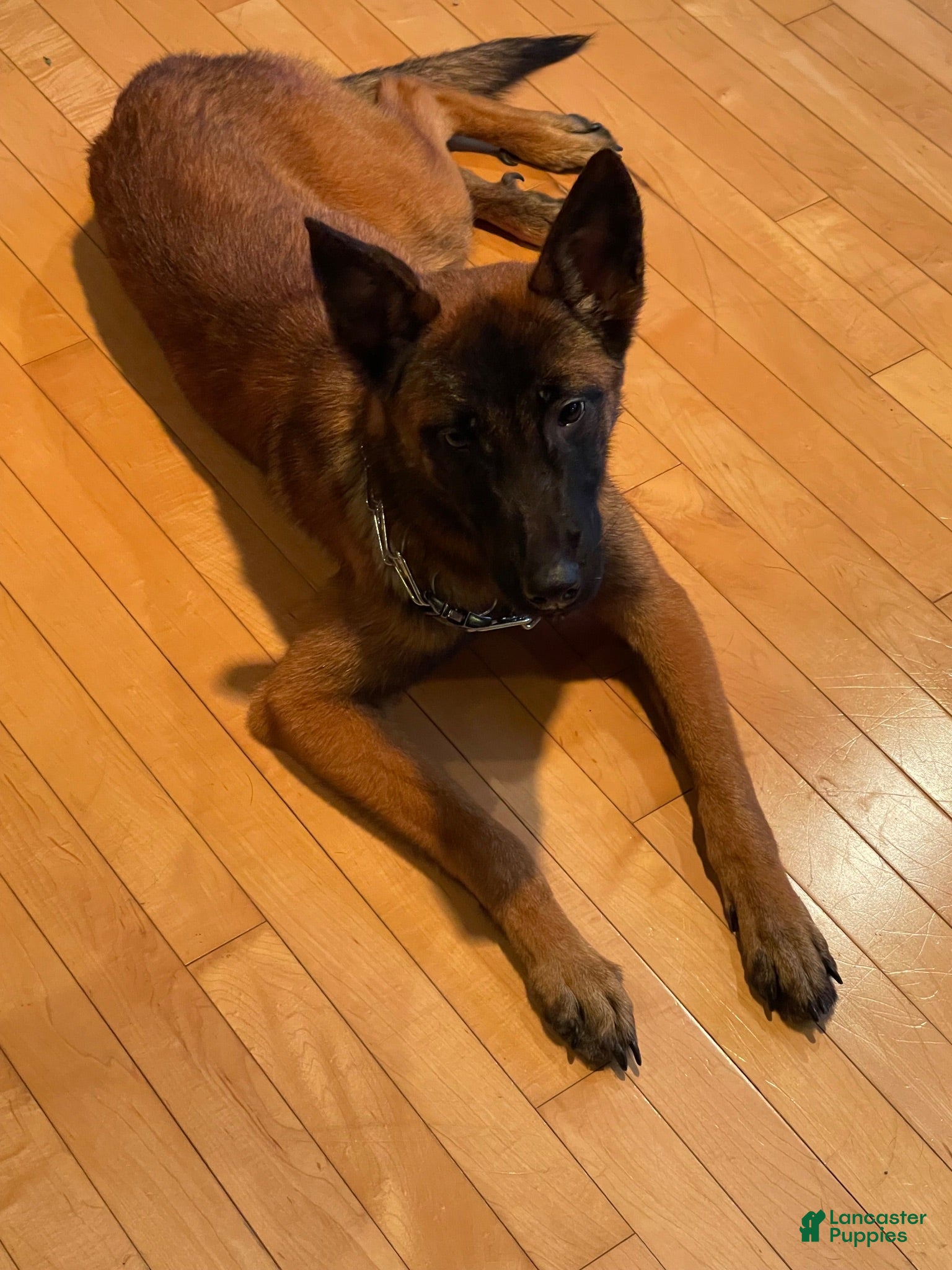 Belgian Malinois dogs Belgian Malinois 1 - Ad 36