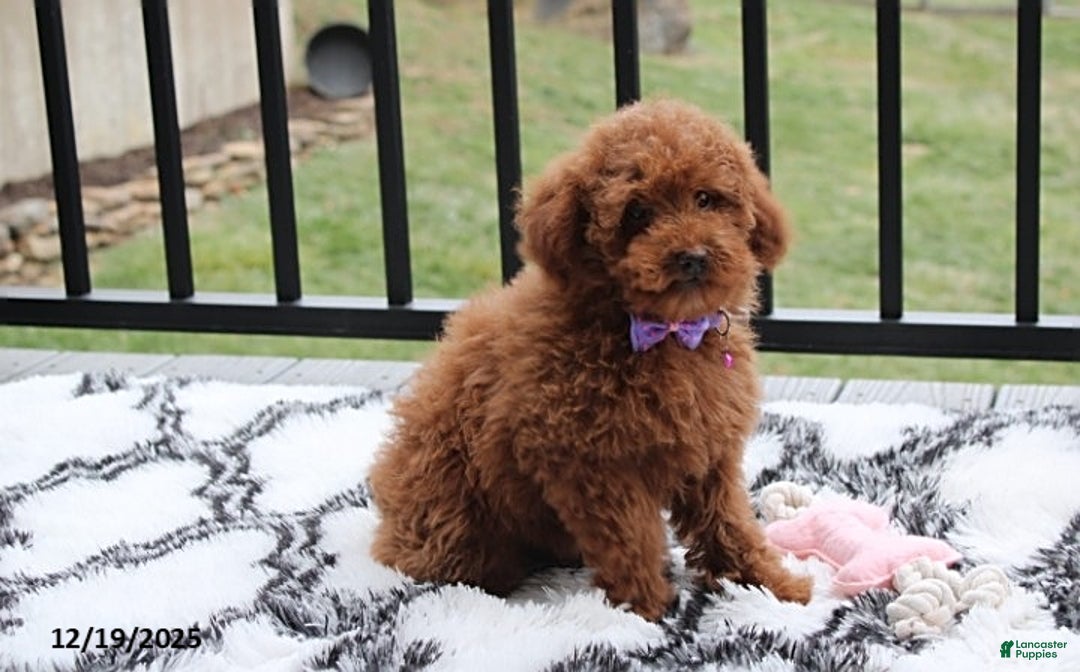 Toy Poodle dogs for sale: Pearl - Ad 4