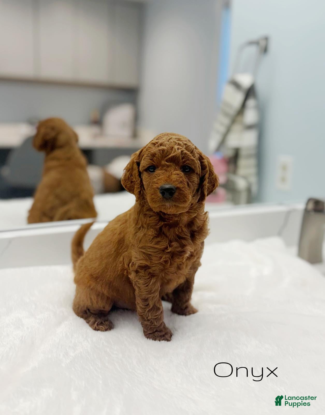 Mini Goldendoodle dogs Onyx - Ad 2