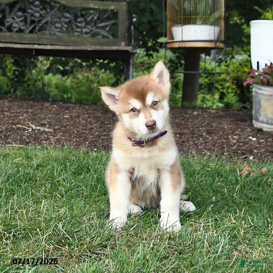 Alaskan Malamute dogs Satin - Ad 2