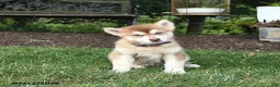 Alaskan Malamute dogs for sale: Satin - Ad 2