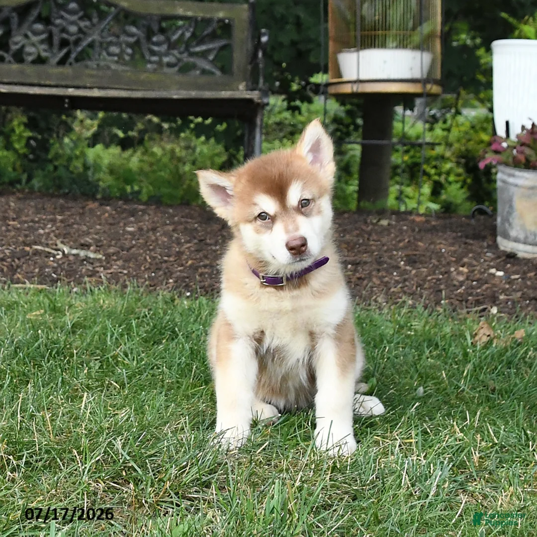 Alaskan Malamute dogs for sale: Satin - Ad 2