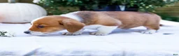 Mixed Breed dogs for sale: Buddy - Ad 5