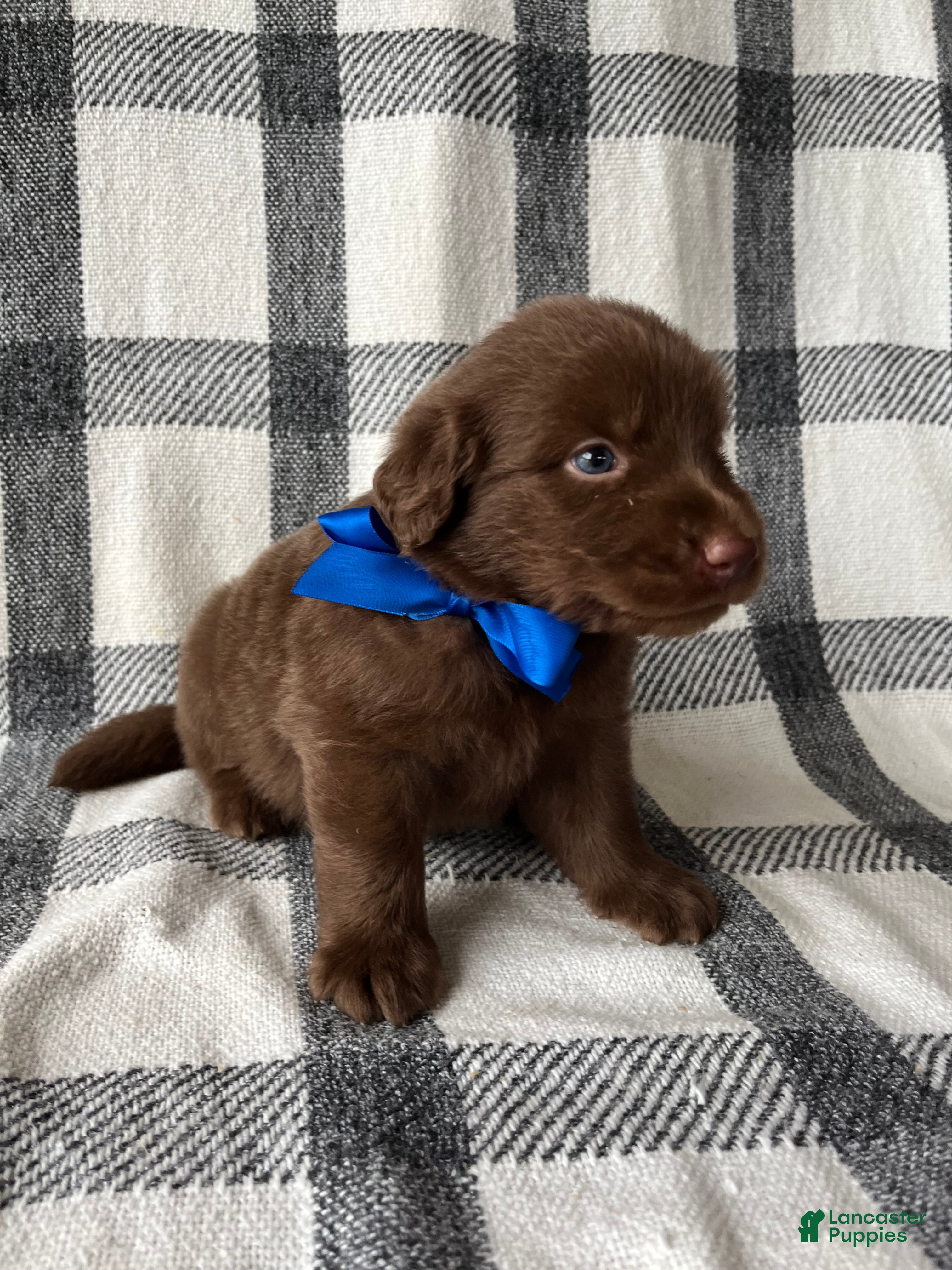 Mixed Breed dogs Teddy - Ad 1