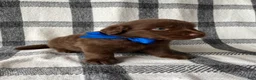 Mixed Breed dogs for sale: Teddy - Ad 1