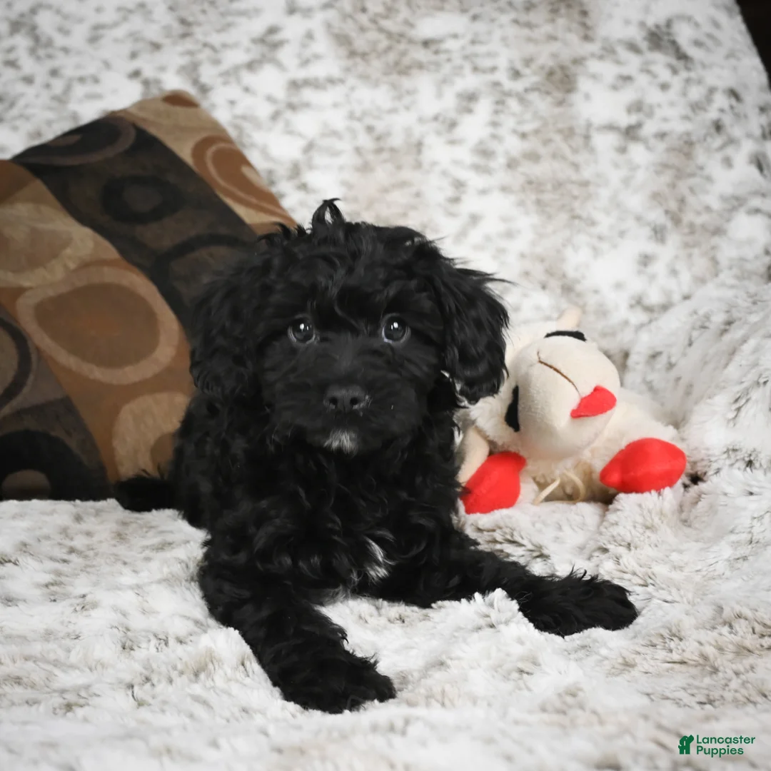 Cavapoo dogs for sale: Sandy - Ad 5