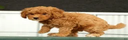 Mini Goldendoodle dogs for sale: Sage - Ad 9
