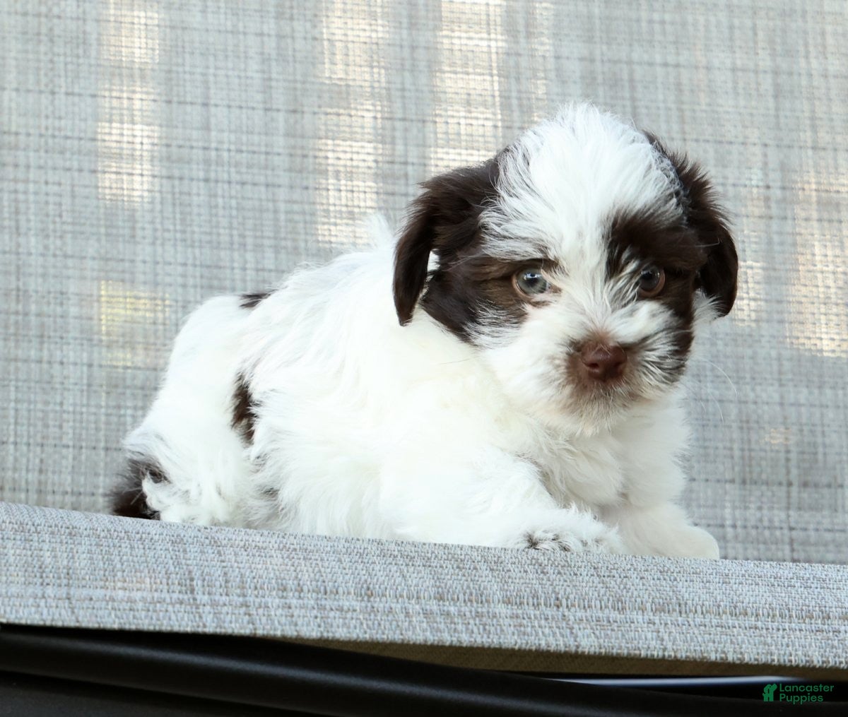Havanese dogs for sale: Landon - Ad 9