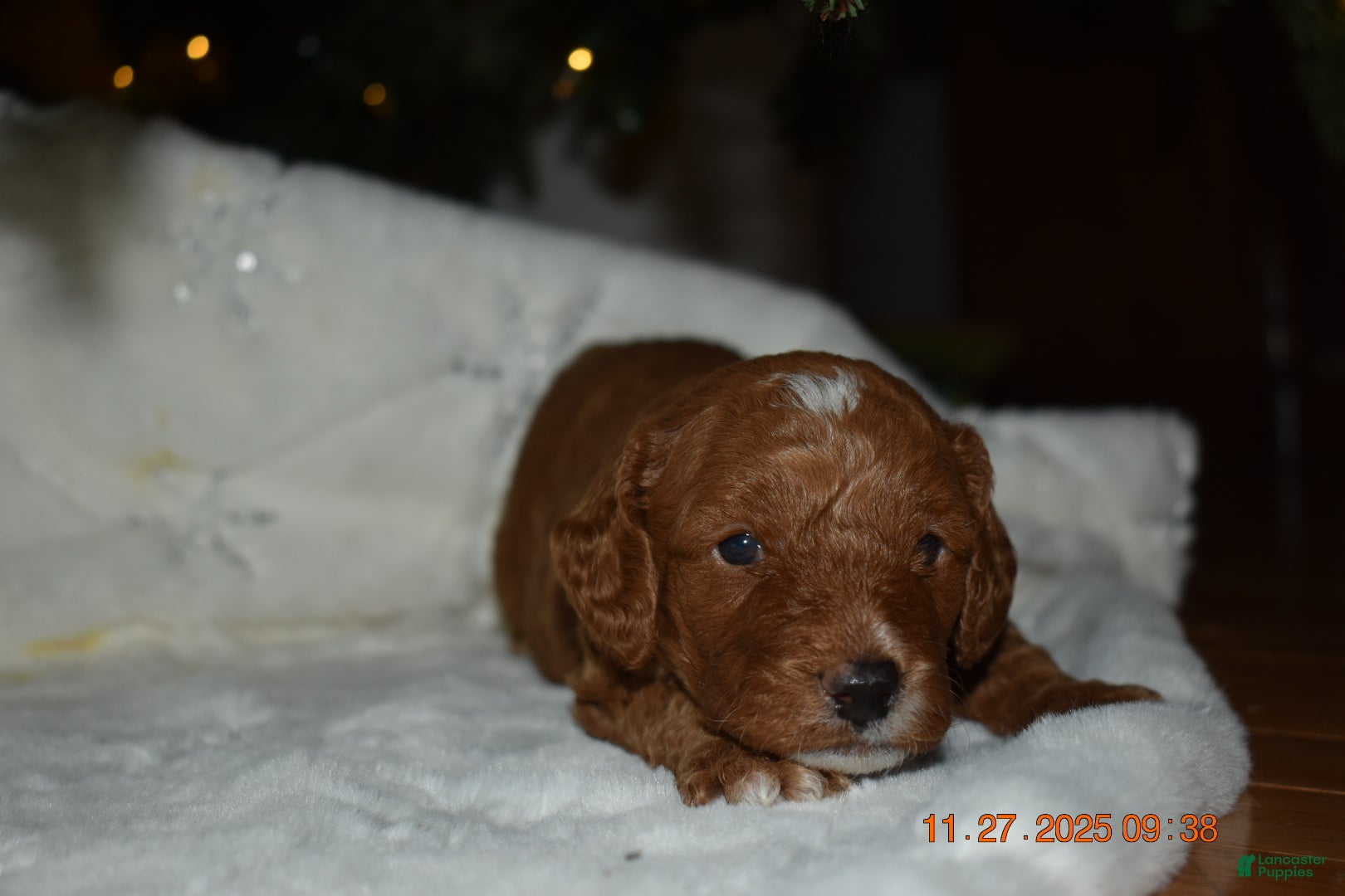 Cavapoo dogs Cavapoo Puppy 1 - Ad 34