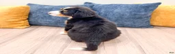Bernese Mountain Dog dogs for sale: Baxter - Ad 5