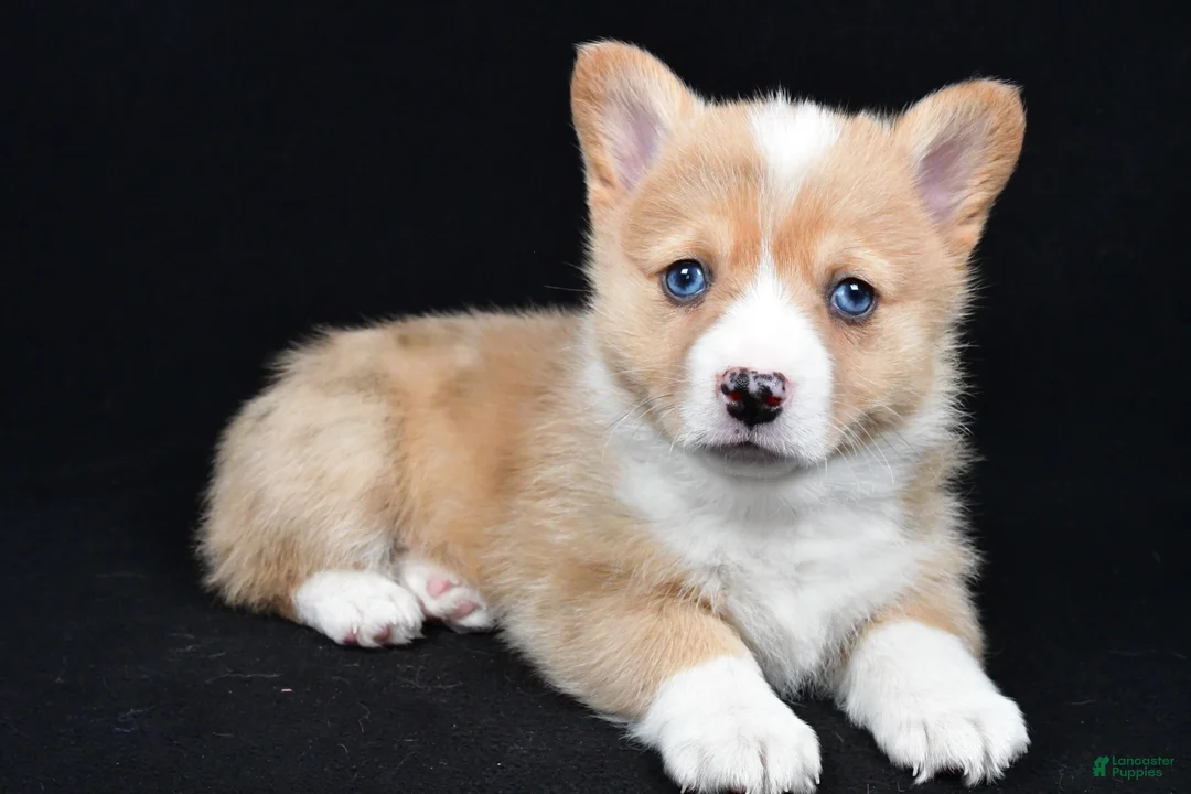 Welsh Corgi Pembroke dogs for sale: Chester - Ad 3