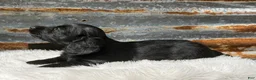 Miniature Dachshund dogs for sale: Luna  - Ad 4