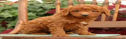 Miniature Poodle dogs for sale: Topper - Ad 3