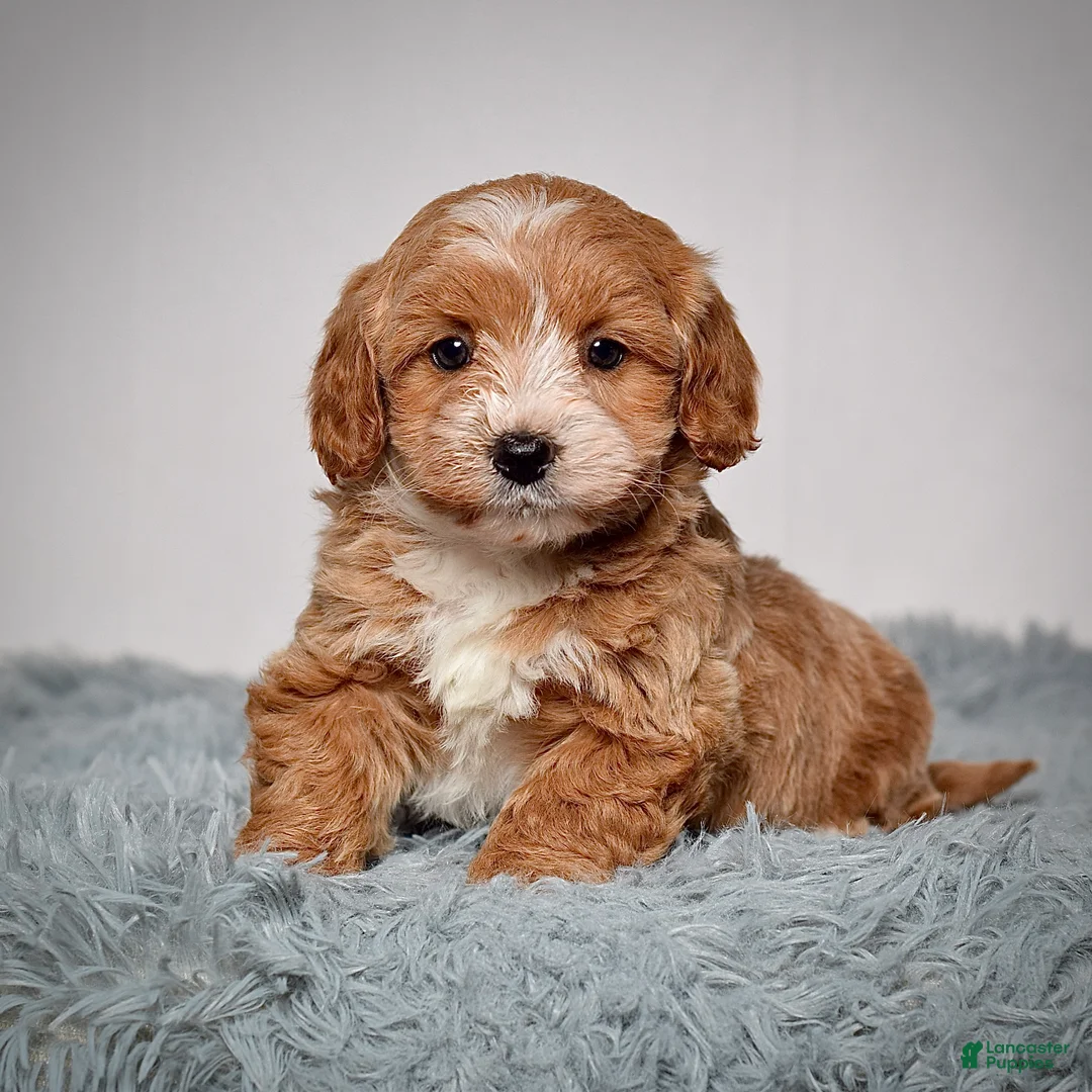Mini Goldendoodle dogs for sale: Ms. Alice  - Ad 5