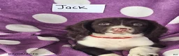 English Springer Spaniel dogs for sale: Jack - Ad 3