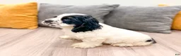 Cocker Spaniel dogs for sale: Emmet - Ad 4