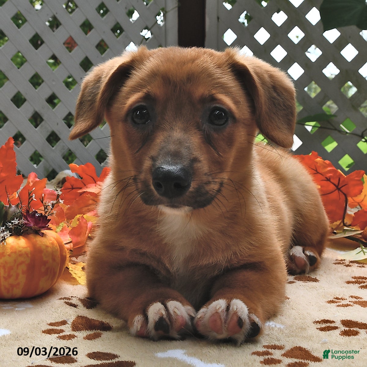 Welsh Corgi Pembroke dogs Diego - Ad 1