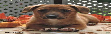 Diego