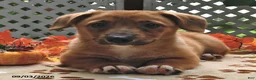 Welsh Corgi Pembroke dogs for sale: Diego - Ad 1
