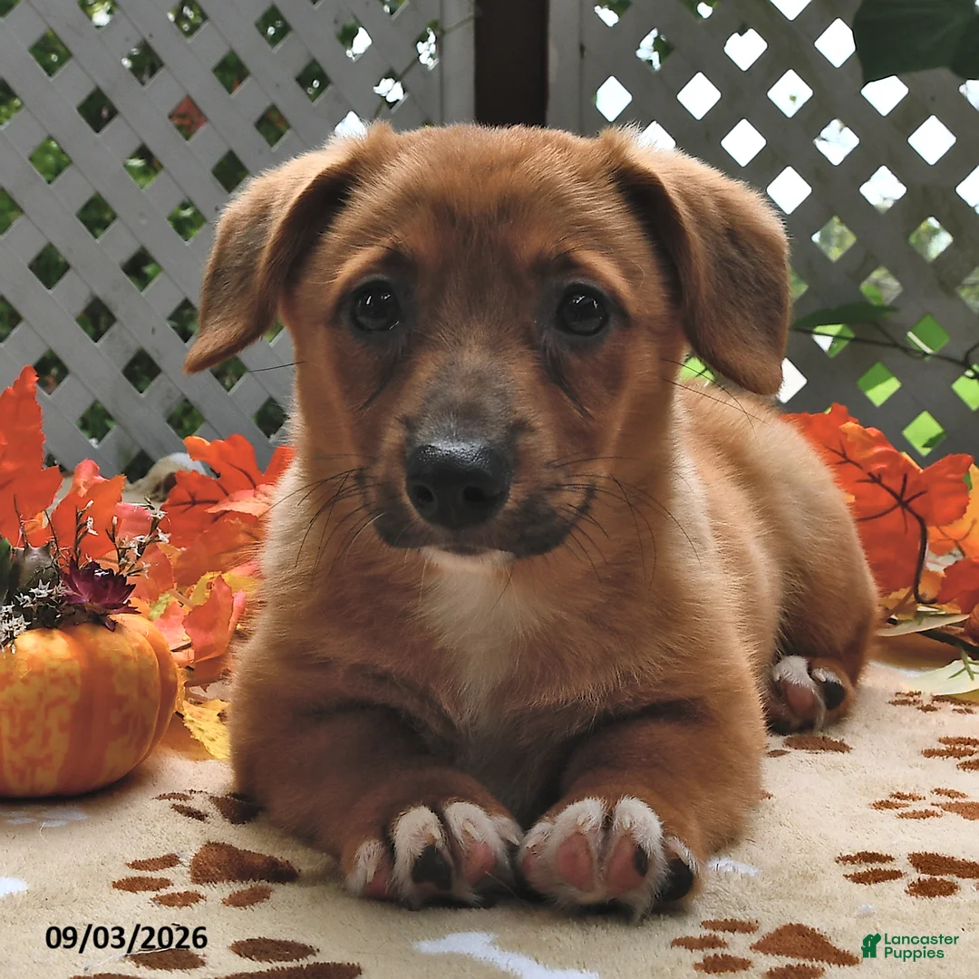 Welsh Corgi Pembroke dogs for sale: Diego - Ad 1