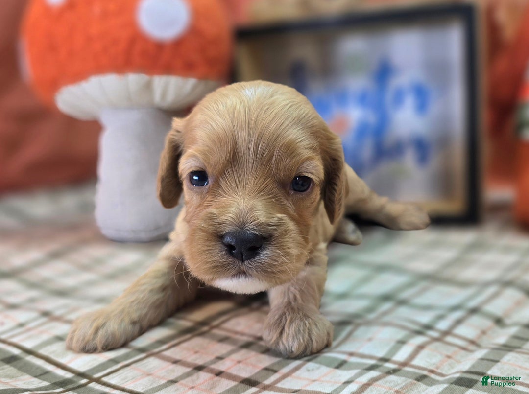 Cockapoo dogs for sale: Private Benjamin - Ad 2