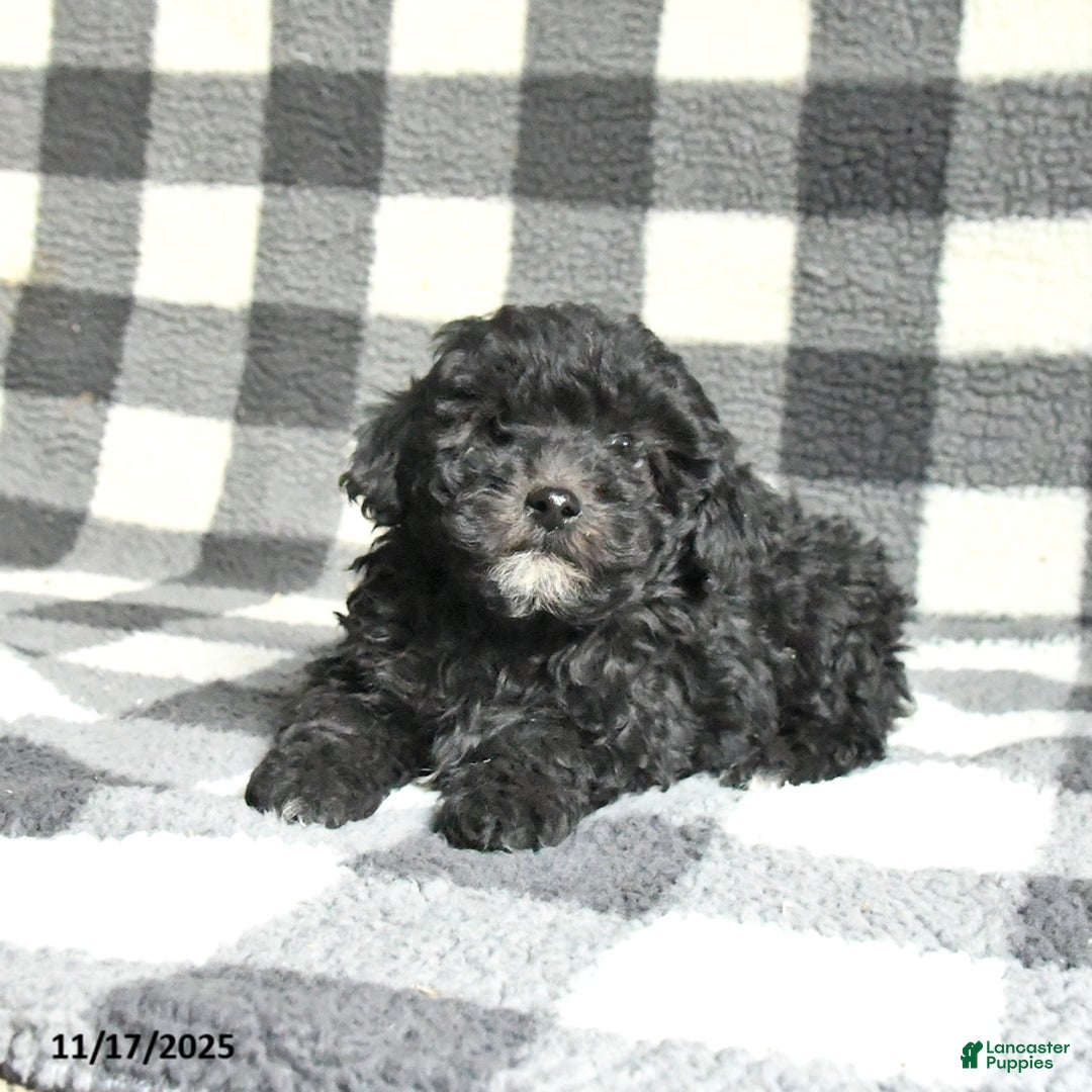 Toy Poodle dogs for sale: Archie - Ad 3