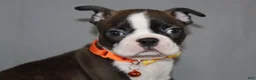 Boston Terrier dogs for sale: Demi - Ad 5