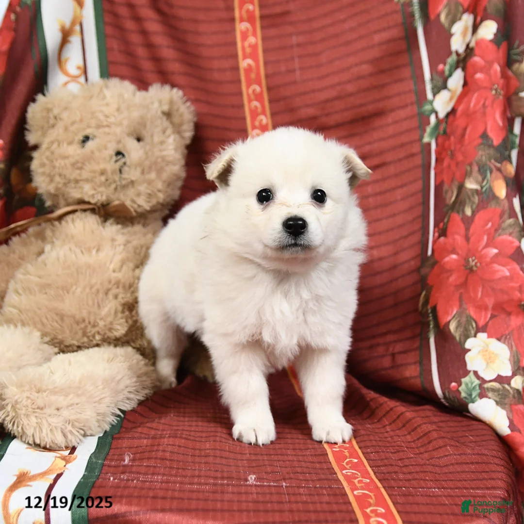 American Eskimo dogs for sale: Princess - Ad 3