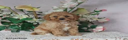Cavapoo dogs for sale: Macey - Ad 4