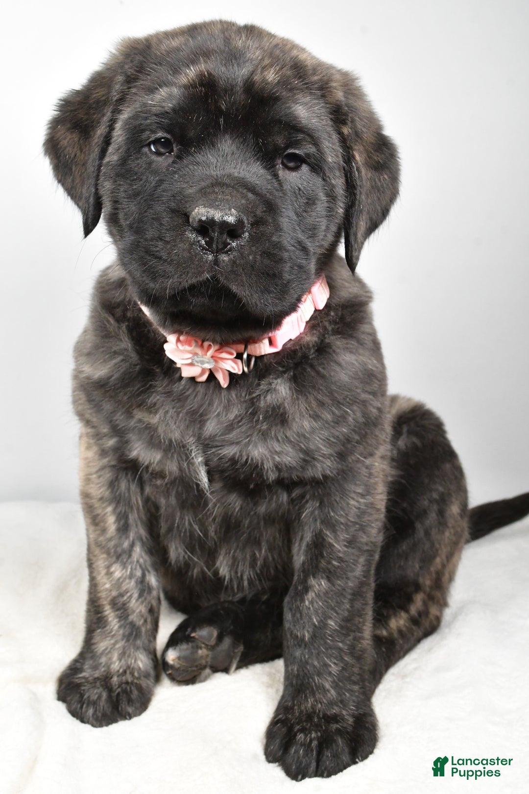 English Mastiff dogs for sale: Sheila - Ad 6