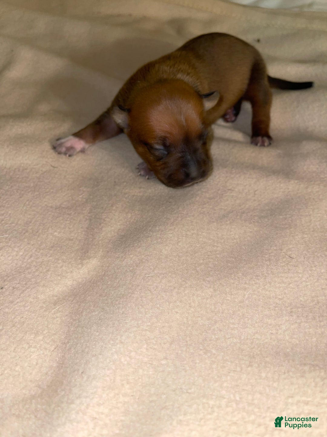 American Pit Bull Terrier dogs for sale: American Pit Bull Terrier Puppy 5 - Ad 4