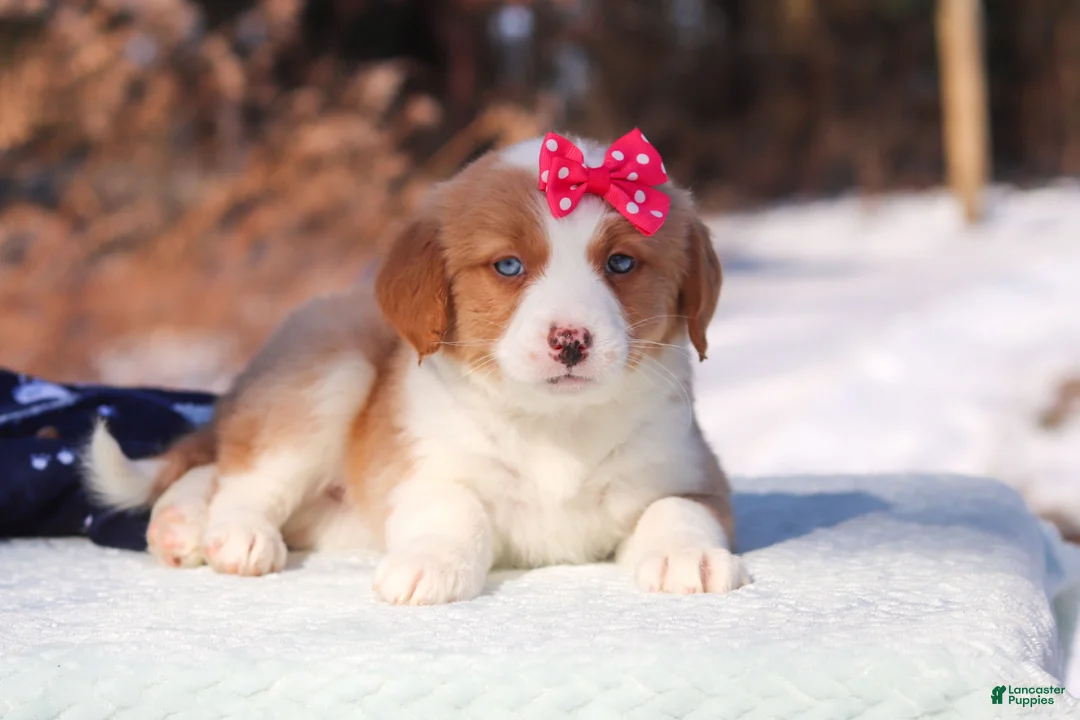 Mini Bernedoodle dogs for sale: Charlotte - Ad 6