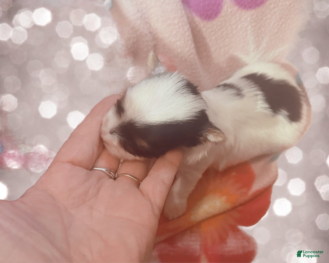 Yorkshire Terrier dogs for sale: AKC Petal - Ad 3