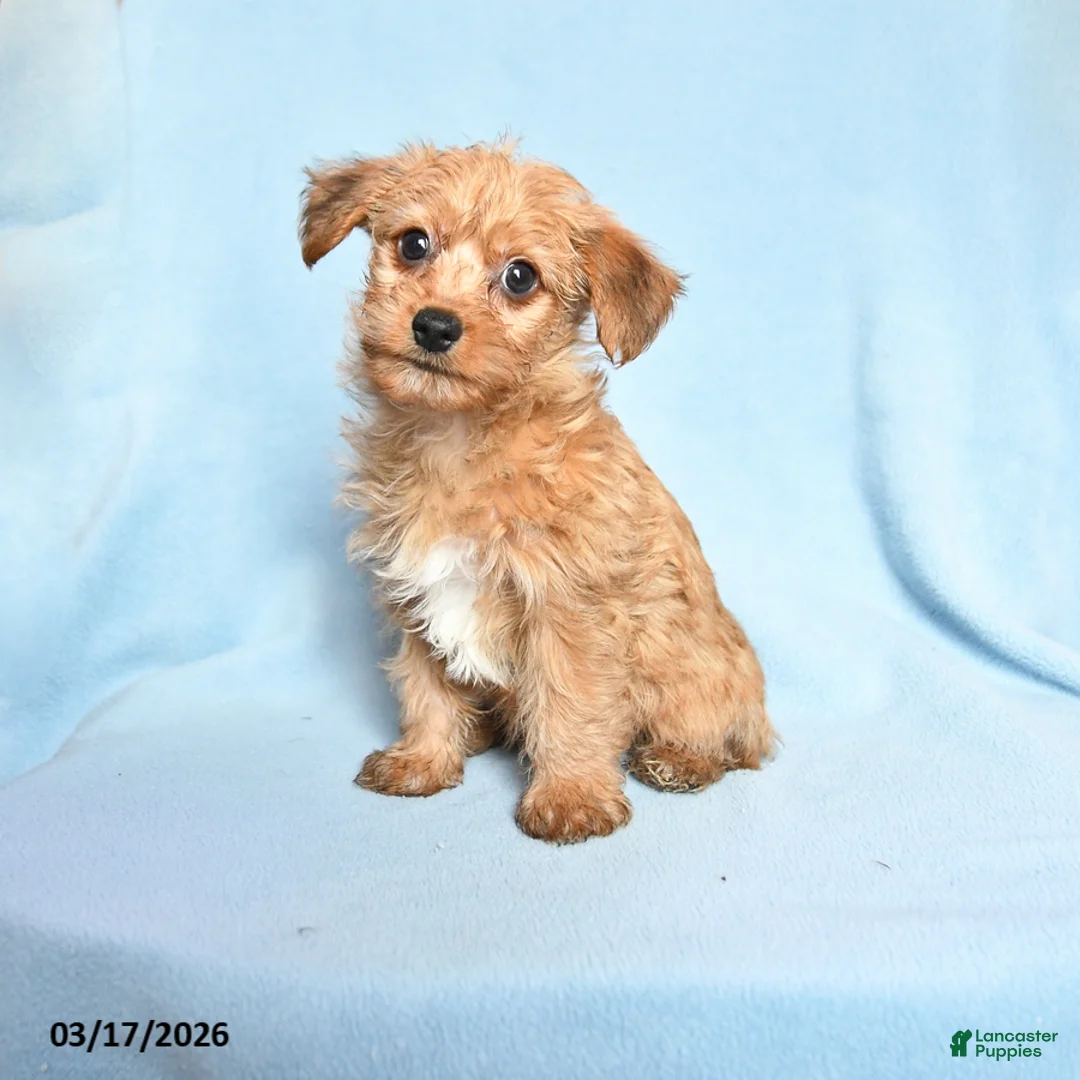 Mixed Breed dogs for sale: Patrick - Ad 1