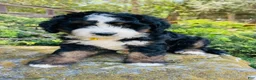 Bernedoodle dogs for sale: Strawberry kiwi- ultra Bernedoodle  - Ad 3