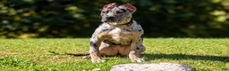 American Bully dogs for sale: ODYSSEY - Ad 2
